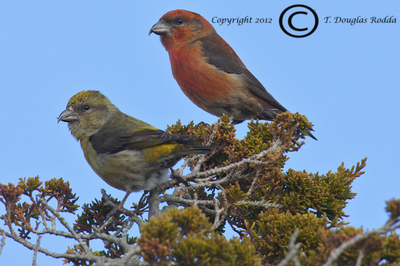 CROSSBILL PAIR